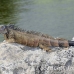 iguana_green_tf_gc_h_0088_cay1005.jpg